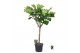 Ficus lyrata Ficus Lyrata op stam 1 pp 