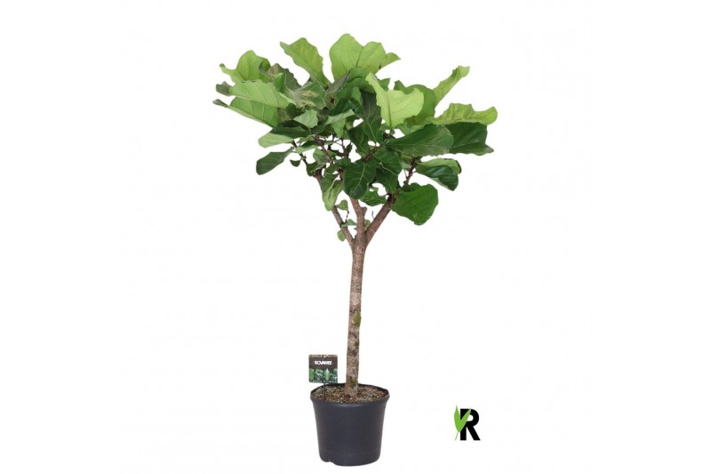 Ficus lyrata Ficus Lyrata op stam 1 pp 