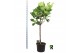 Ficus lyrata Ficus Lyrata op stam 1 pp 