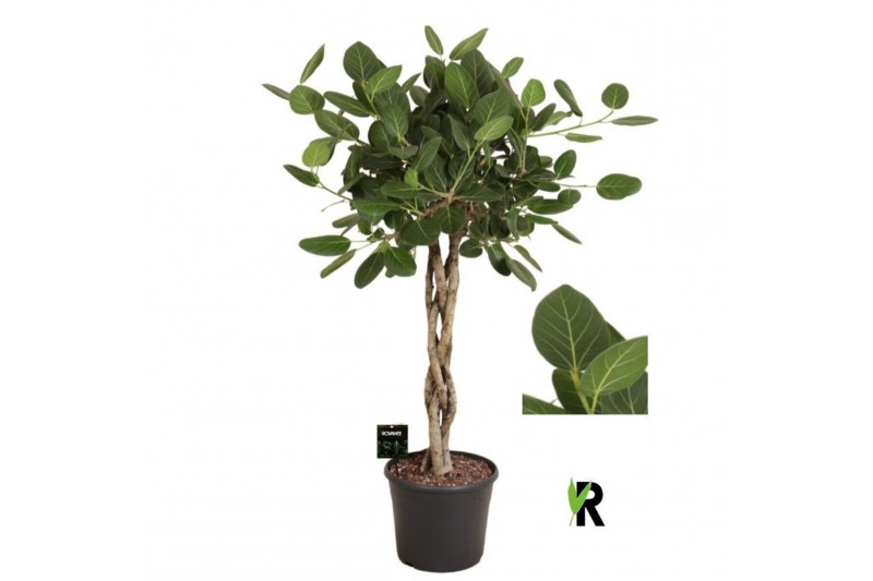 Ficus benghalensis audrey Ficus bengh Audrey melted braid 4 pp 