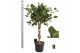 Ficus benghalensis audrey Ficus bengh Audrey melted braid 4 pp 