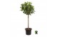 Ficus cyathistipula Ficus Cyathistipula op stam 1 pp 
