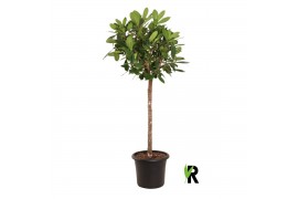Ficus cyathistipula Ficus Cyathistipula op stam 1 pp