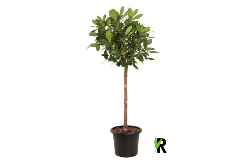 Ficus cyathistipula Ficus Cyathistipula op stam 1 pp 