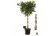 Ficus benghalensis audrey Ficus bengh Audrey melted braid in sierpot 4 
