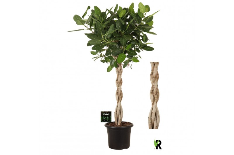 Ficus benghalensis audrey Ficus bengh Audrey melted braid in sierpot 4 