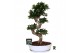 Ficus microcarpa ginseng Ficus micr. S-type in keram. ovale schaal met 