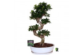 Ficus microcarpa ginseng Ficus micr. S-type in keram. ovale schaal met