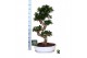 Ficus microcarpa ginseng Ficus micr. S-type in keram. ovale schaal met 