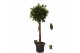 Ficus microcarpa Ficus micr. Nitida op stam 1 pp 