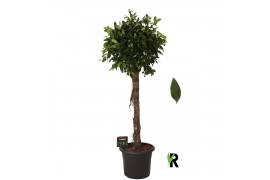 Ficus microcarpa Ficus micr. Nitida op stam 1 pp