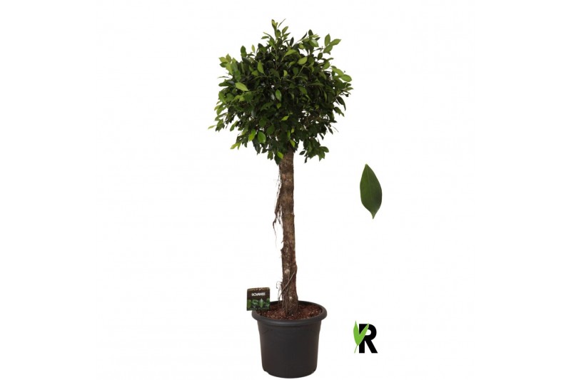 Ficus microcarpa Ficus micr. Nitida op stam 1 pp 