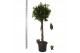 Ficus microcarpa Ficus micr. Nitida op stam 1 pp 