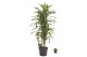 Dracaena fragr. der. lemon lime Dracaena fragr. Lemon Lime carrousel 4 