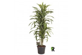 Dracaena fragr. der. lemon lime Dracaena fragr. Lemon Lime carrousel 4