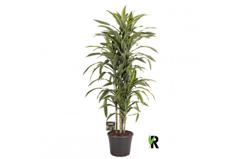 Dracaena fragr. der. lemon lime Dracaena fragr. Lemon Lime carrousel 4 
