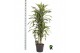 Dracaena fragr. der. lemon lime Dracaena fragr. Lemon Lime carrousel 4 