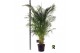 Dypsis lutescens Dypsis lutescens 1 pp 