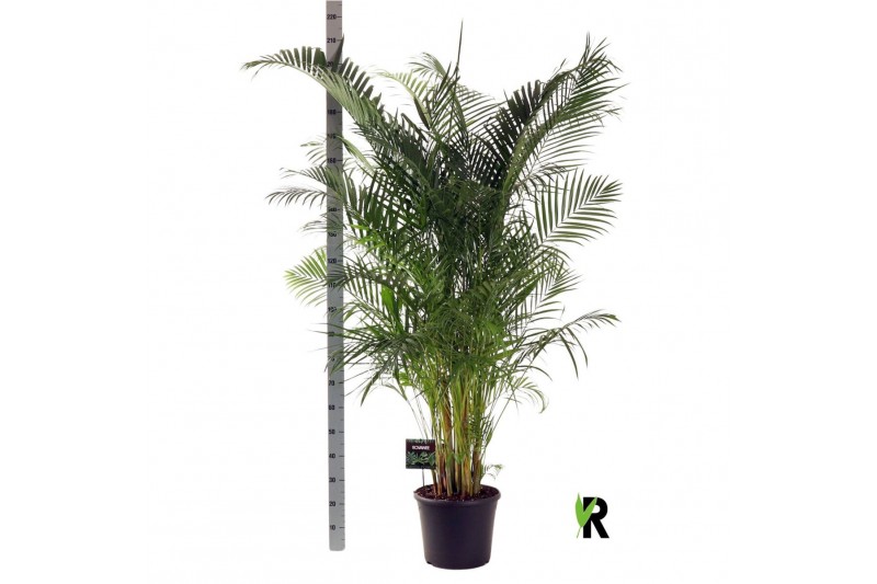 Dypsis lutescens Dypsis lutescens 1 pp 