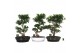 Ficus microcarpa ginseng Ficus micr. S-type in keramiek ovaal schaal m 