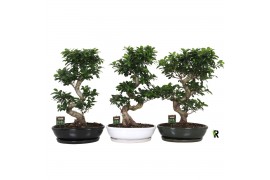 Ficus microcarpa ginseng Ficus micr. S-type in keramiek ovaal schaal m