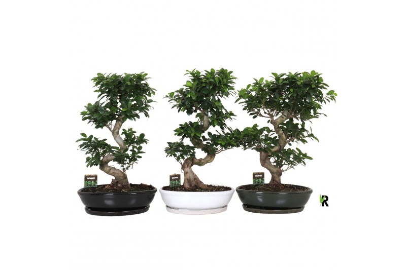 Ficus microcarpa ginseng Ficus micr. S-type in keramiek ovaal schaal m 
