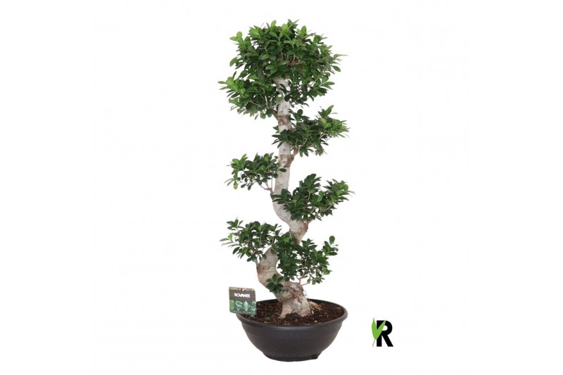 Ficus microcarpa ginseng Ficus micr. S-type 1 pp 