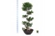 Ficus microcarpa ginseng Ficus micr. S-type 1 pp 