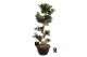 Ficus microcarpa ginseng Ficus micr. S-type in kunststof sierpot 1 pp 