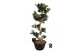 Ficus microcarpa ginseng Ficus micr. S-type in kunststof sierpot 1 pp