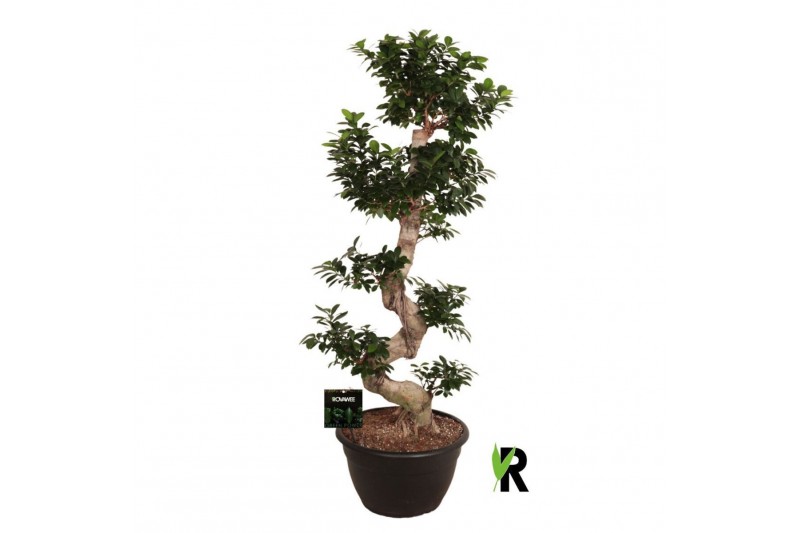 Ficus microcarpa ginseng Ficus micr. S-type in kunststof sierpot 1 pp 