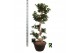 Ficus microcarpa ginseng Ficus micr. S-type in kunststof sierpot 1 pp 