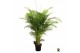 Dypsis lutescens Dypsis lutescens 1 pp 
