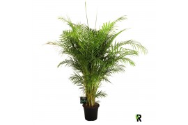 Dypsis lutescens Dypsis lutescens 1 pp