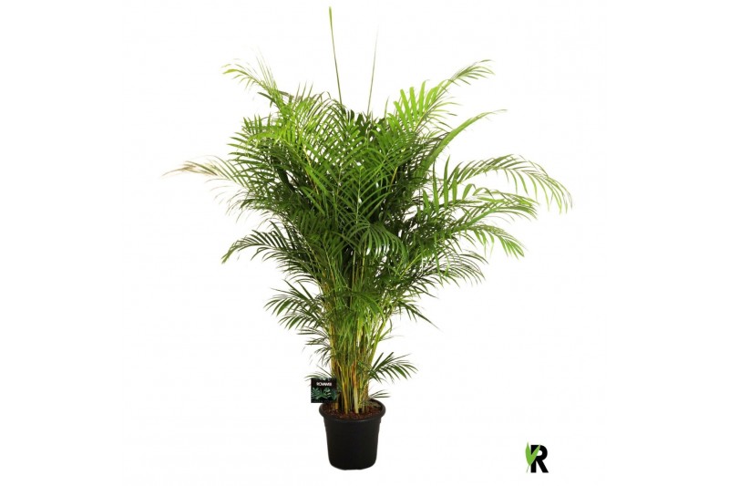 Dypsis lutescens Dypsis lutescens 1 pp 