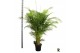 Dypsis lutescens Dypsis lutescens 1 pp 