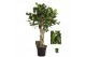 Ficus benghalensis audrey Ficus bengh. Audrey gevlochten cilinder 1 pp 