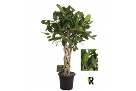 Ficus benghalensis audrey Ficus bengh. Audrey gevlochten cilinder 1 pp