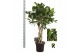 Ficus benghalensis audrey Ficus bengh. Audrey gevlochten cilinder 1 pp 