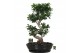 Ficus microcarpa ginseng Ficus micr. S-type in keramiek ovaal schaal m 