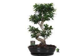 Ficus microcarpa ginseng Ficus micr. S-type in keramiek ovaal schaal m