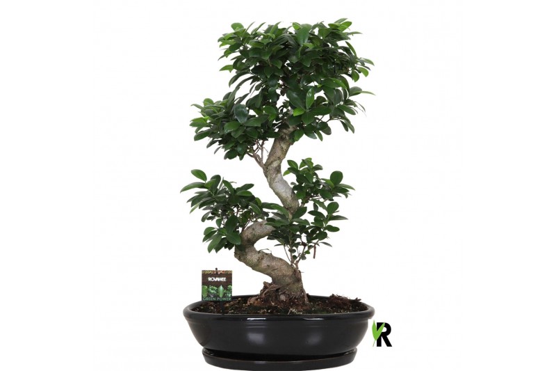 Ficus microcarpa ginseng Ficus micr. S-type in keramiek ovaal schaal m 