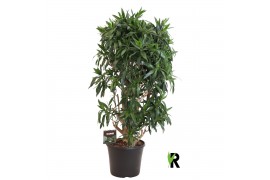 Dracaena reflexa Dracaena reflexa vertakt 1 pp