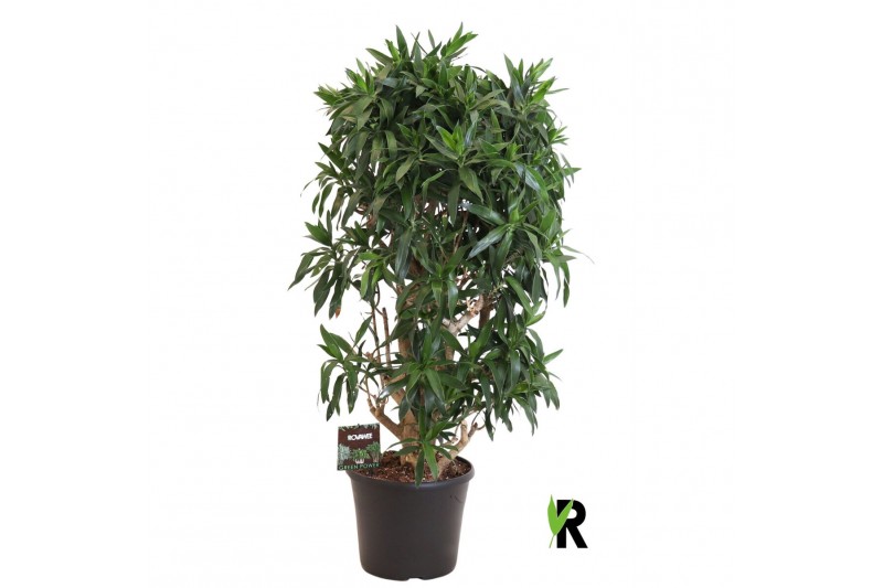 Dracaena reflexa Dracaena reflexa vertakt 1 pp 