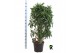 Dracaena reflexa Dracaena reflexa vertakt 1 pp 