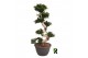 Ficus microcarpa ginseng Ficus micr. S-type in kunststof sierpot 1 pp 