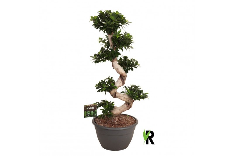 Ficus microcarpa ginseng Ficus micr. S-type in kunststof sierpot 1 pp 