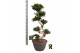 Ficus microcarpa ginseng Ficus micr. S-type in kunststof sierpot 1 pp 