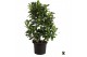 Ficus cyathistipula Ficus Cyathistipula vertakt 1 pp 
