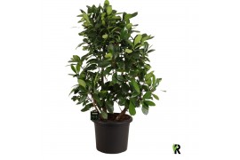 Ficus cyathistipula Ficus Cyathistipula vertakt 1 pp